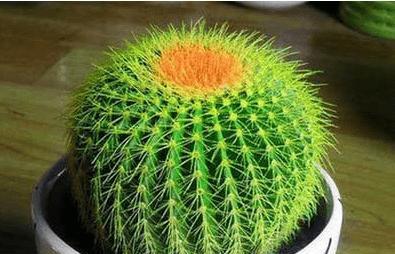 仙人球烂心该如何应对？（消除仙人球烂心的小窍门）