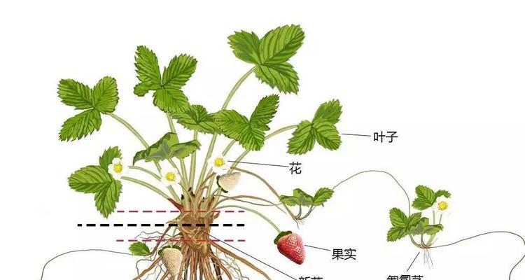 火龙果打顶时间及方法步骤(提高产量) 火龙果打顶时间及方法步骤(提高产量)