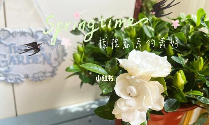 栀子花养护手册(打造美丽花园的关键) 栀子花养护手册(打造美丽花园的关键)