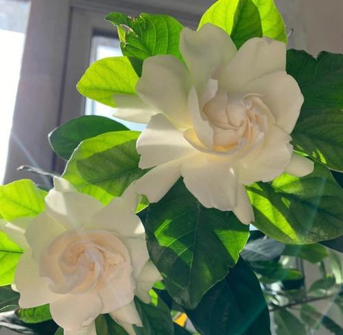 栀子花养护手册(打造美丽花园的关键) 栀子花养护手册(打造美丽花园的关键)