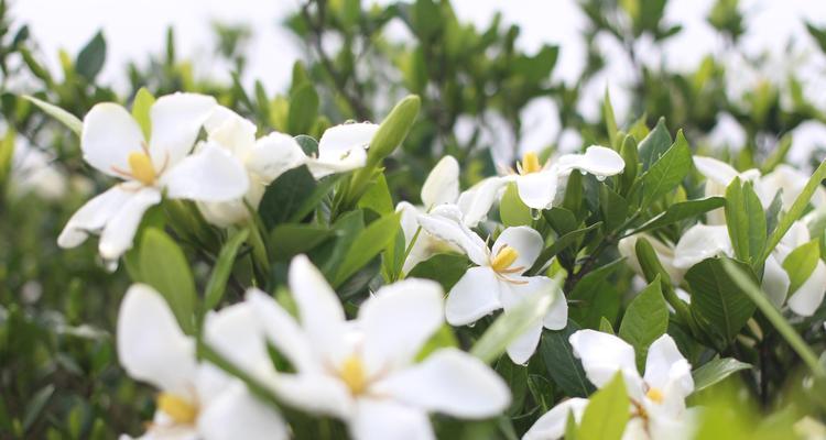 栀子花养护手册(打造美丽花园的关键) 栀子花养护手册(打造美丽花园的关键)