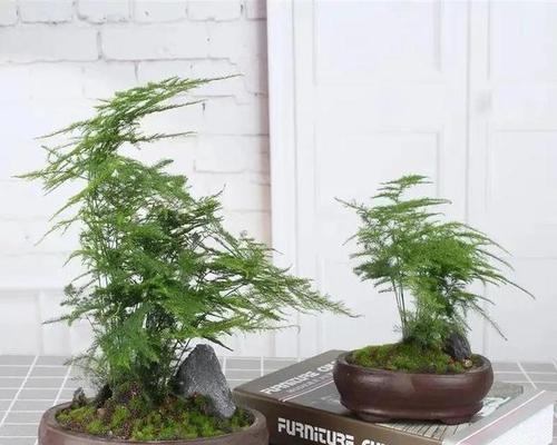 文竹之风水寓意与象征（揭秘文竹风水的神奇力量与深远意义）