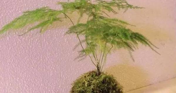 文竹之风水寓意与象征（揭秘文竹风水的神奇力量与深远意义）