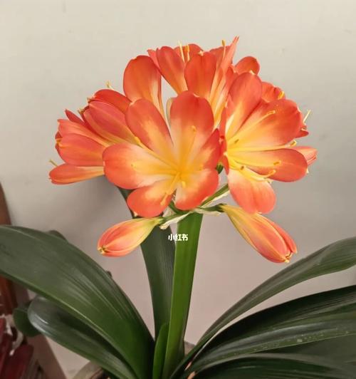 君子兰突然开花了的寓意是什么?(探寻君子兰开花背后的含义) 君子兰突然开花了的寓意是什么?(探寻君子兰开花背后的含义)