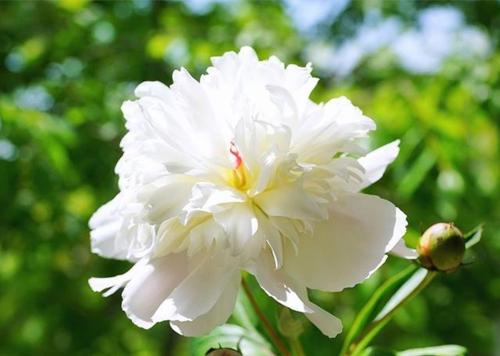 芍药花语的深意(探索芍药花的象征意义及传统文化价值) 芍药花语的深意(探索芍药花的象征意义及传统文化价值)