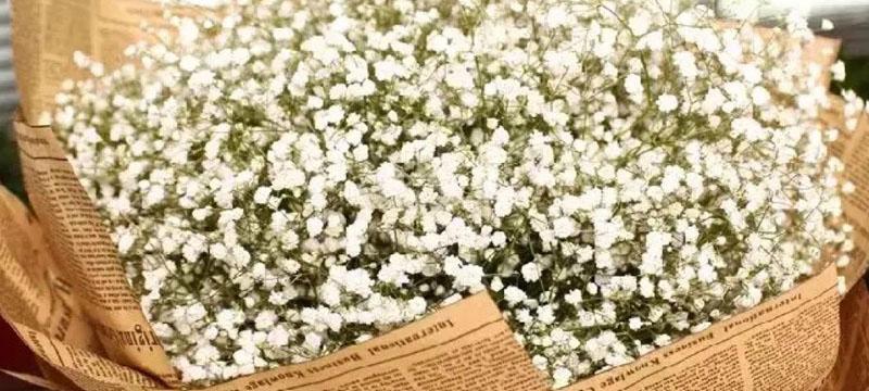 满天星花的特殊含义与寓意（探索满天星花的神秘符号与象征意义）