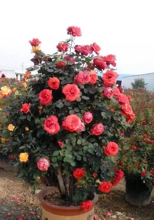 室内养月季花的乐趣与技巧（打造室内花园）