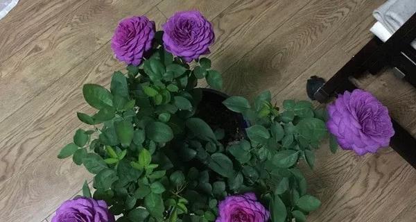 室内养月季花的乐趣与技巧（打造室内花园）