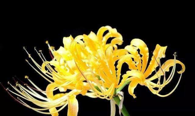 伤心的花语（揭秘花语中伤心的含义与表达）