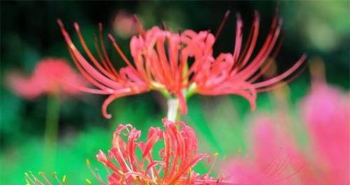 伤心的花语（揭秘花语中伤心的含义与表达）
