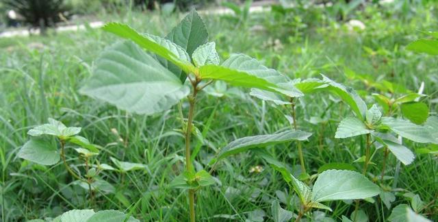土豆是单子叶植物吗？（探究土豆的植物学特征和分类信息）