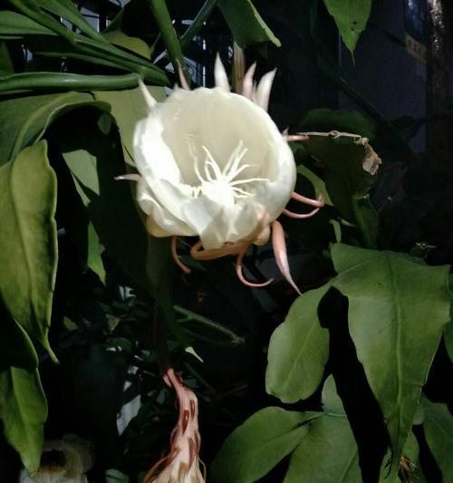昙花之美与象征意义(探寻昙花的神秘魅力与深层内涵) 昙花之美与象征意义(探寻昙花的神秘魅力与深层内涵)