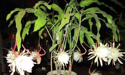 昙花之美与象征意义(探寻昙花的神秘魅力与深层内涵) 昙花之美与象征意义(探寻昙花的神秘魅力与深层内涵)