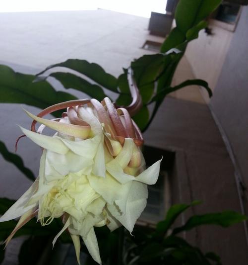 昙花之美与象征意义(探寻昙花的神秘魅力与深层内涵) 昙花之美与象征意义(探寻昙花的神秘魅力与深层内涵)