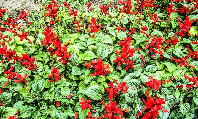 一串红(花语探秘|美丽传承) 一串红(花语探秘|美丽传承)