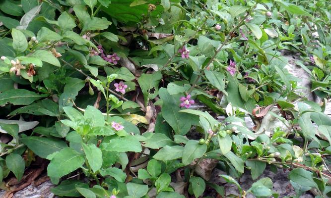 枸杞的花语与传说(探秘枸杞的花语和神奇传说) 枸杞的花语与传说(探秘枸杞的花语和神奇传说)