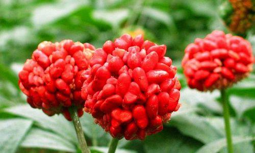 枸杞的花语与传说(探秘枸杞的花语和神奇传说) 枸杞的花语与传说(探秘枸杞的花语和神奇传说)