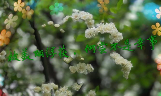 花语中的暧昧（探寻花语中暗示情愫的奥妙）