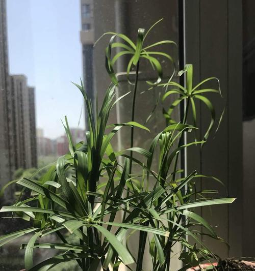 水竹养殖全攻略(从种植到收成)