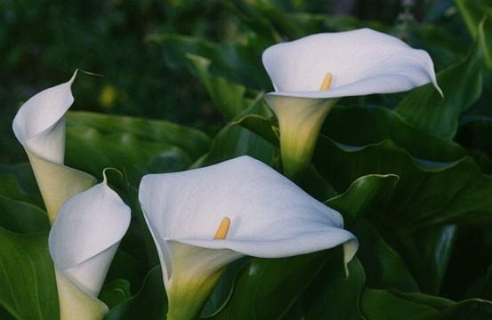 黄色马蹄莲(追逐夏日的芳香) 黄色马蹄莲(追逐夏日的芳香)