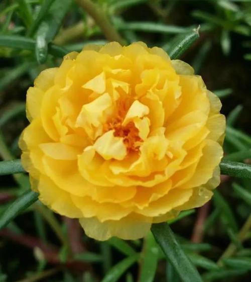 希望的阳光（阳光洒满希望的花海——向日葵展现坚韧和希望的美丽）