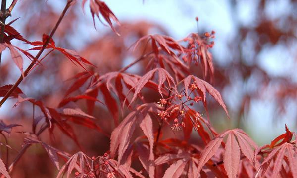 红枫花语（红枫花的含义及美丽传说）