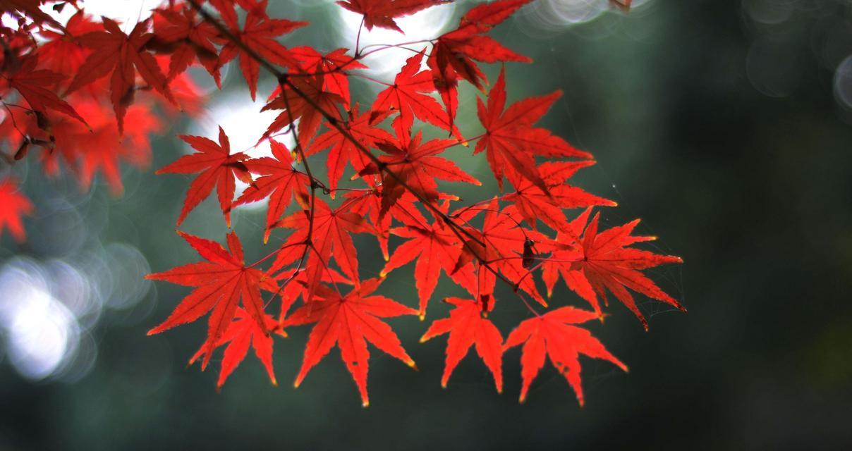红枫花语（红枫花的含义及美丽传说）