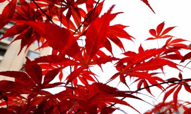 红枫花语（红枫花的含义及美丽传说）