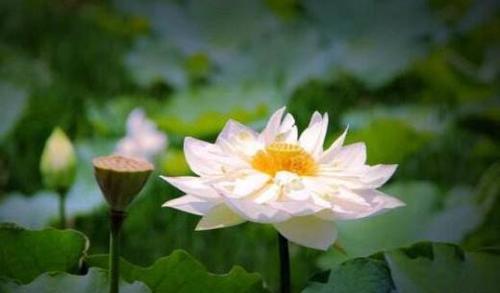佛莲花（佛莲花的意义和寓意）