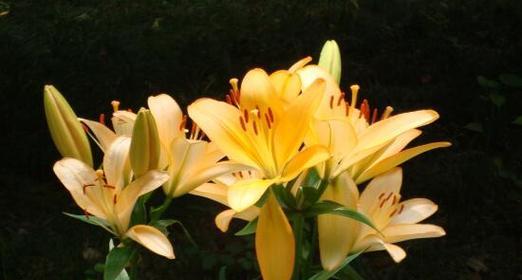 纯洁之花(揭秘百合的花语) 纯洁之花(揭秘百合的花语)