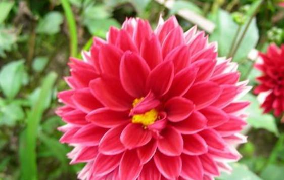 花之幸运（探索各地文化中吉祥之花的象征意义与传承）