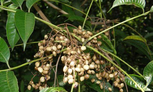 腊树——亚洲常绿树种的代表（常见于中国南方地区的腊树是一种什么样的植物）