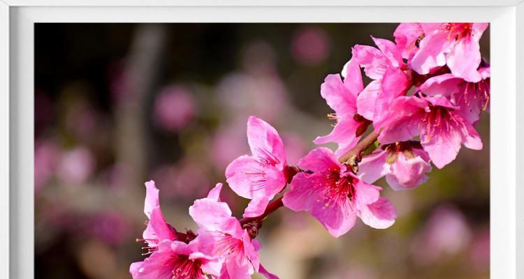 桃花的寓意和象征(古代桃花的象征意义及文化内涵) 桃花的寓意和象征(古代桃花的象征意义及文化内涵)