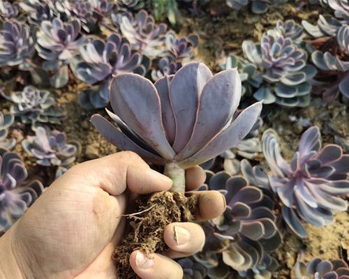 多肉紫丁香花语（以多肉紫丁香花为媒介）