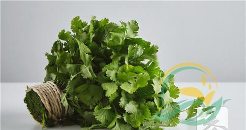 如何正确储存香菜？（从新鲜到干燥）