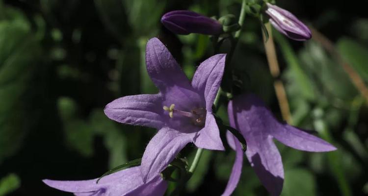 风铃草的浇水时间和注意事项（多久浇一次水）