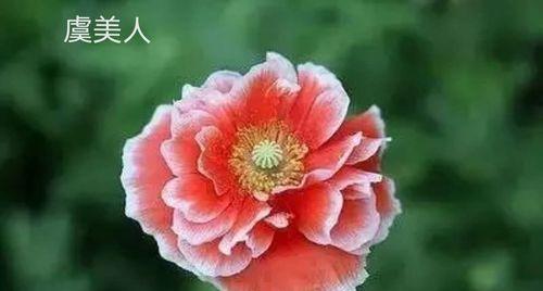 花语与寓意（探寻花的花语和寓意）