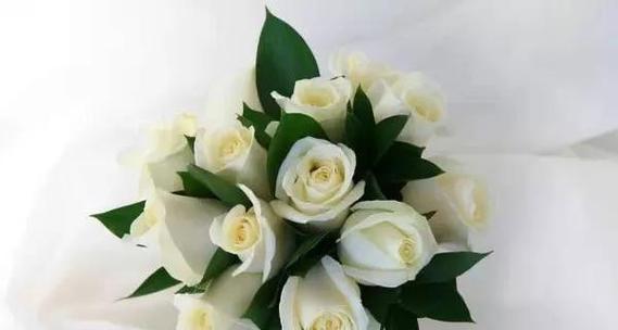 白色玫瑰花语的深意（探寻白色玫瑰花的情感寓意与象征）