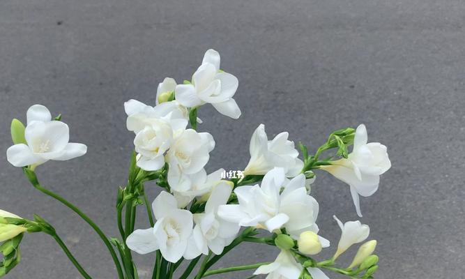 苍兰花的意义与寓意（探索苍兰花美丽的背后意义）
