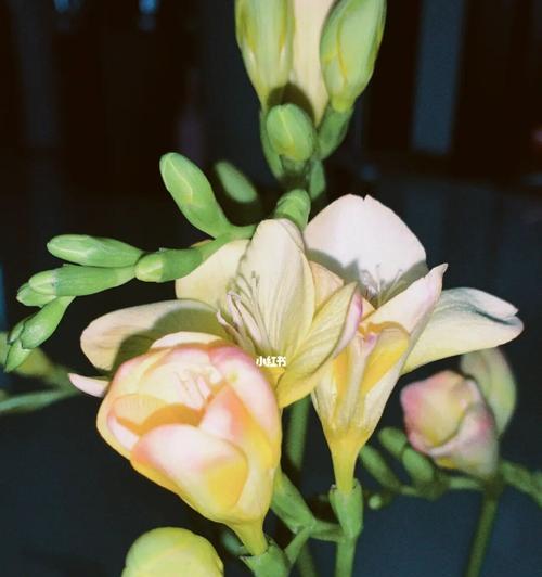 苍兰花的意义与寓意（探索苍兰花美丽的背后意义）
