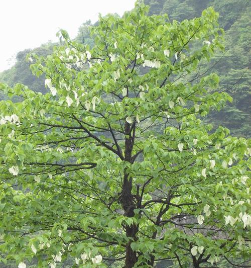 和平之花(传承和平与希望) 和平之花(传承和平与希望)