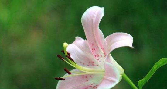 祝福之花——平安归来的花语（探寻传达着平安归来祝福的花朵及其含义）