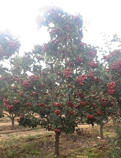 山楂树防治病虫害的最佳农药选择（有效防治山楂树病虫害）