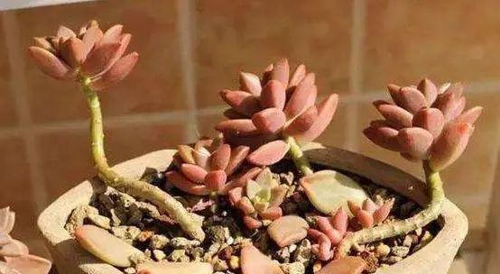 多肉植物盆栽养护技巧（如何正确爆盆养殖多肉植物）