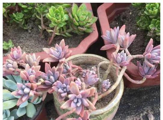 多肉植物盆栽养护技巧（如何正确爆盆养殖多肉植物）