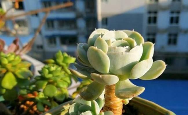 多肉植物盆栽养护技巧（如何正确爆盆养殖多肉植物）