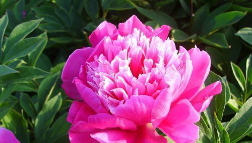 探寻花海中的冷门宝藏——15种好听花名和花语(探索花海中被忽略的美丽花朵) 探寻花海中的冷门宝藏——15种好听花名和花语(探索花海中被忽略的美丽花朵)