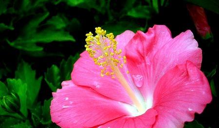 探寻花海中的冷门宝藏——15种好听花名和花语(探索花海中被忽略的美丽花朵) 探寻花海中的冷门宝藏——15种好听花名和花语(探索花海中被忽略的美丽花朵)