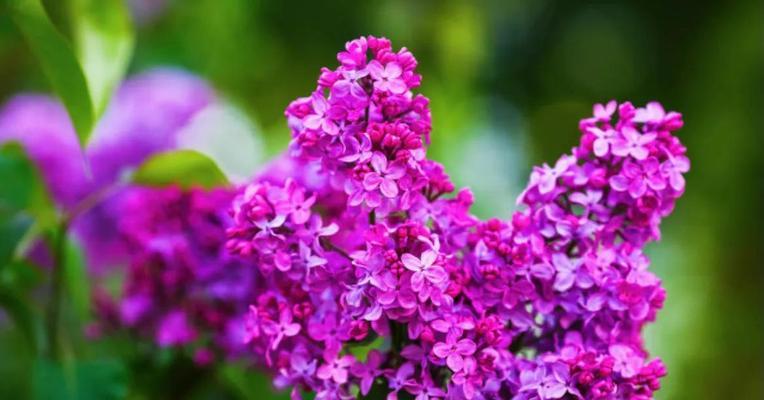 探寻花海中的冷门宝藏——15种好听花名和花语(探索花海中被忽略的美丽花朵) 探寻花海中的冷门宝藏——15种好听花名和花语(探索花海中被忽略的美丽花朵)
