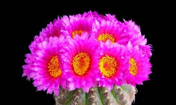 仙人掌的花语与寓意（探索仙人掌花语及其象征意义）